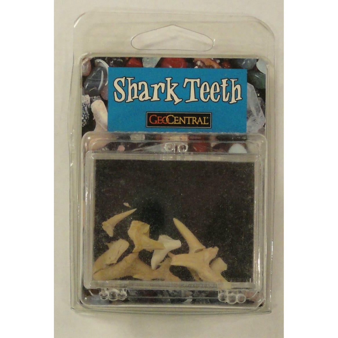 Image of Geocentral Fossilized Shark Teeth Set GCL624050