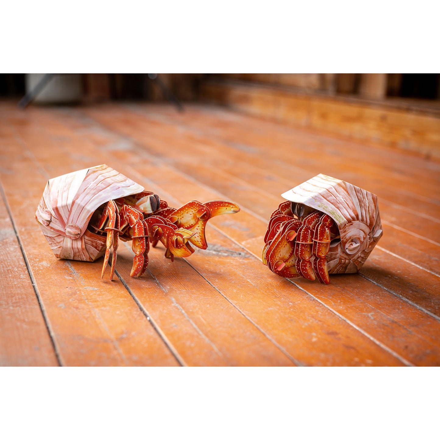 Image of Hermit Crab 3D Puzzle, Bring Nature Home