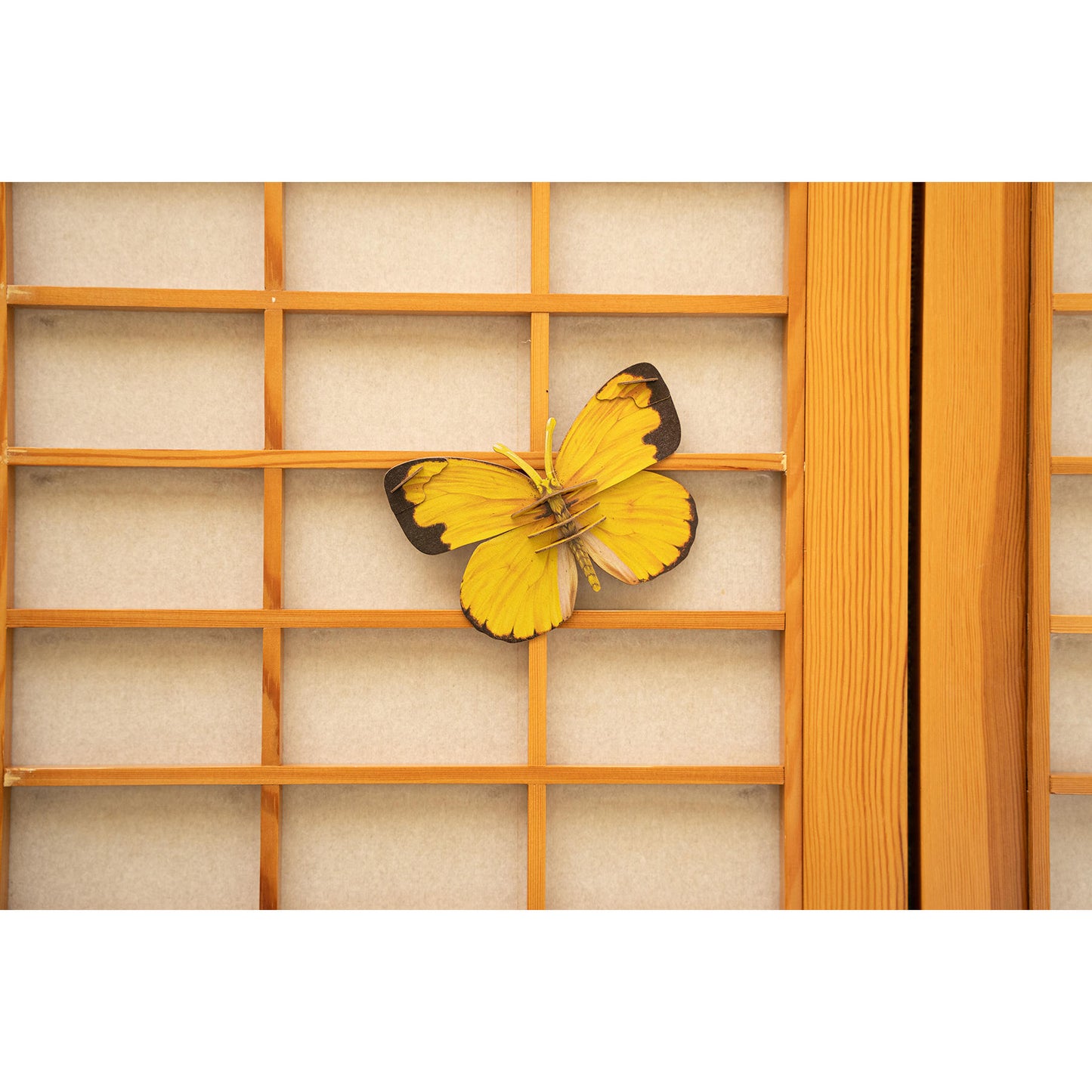 Image of Common Grass Yellow Butterfly 3D Puzzle, Bring Nature Home