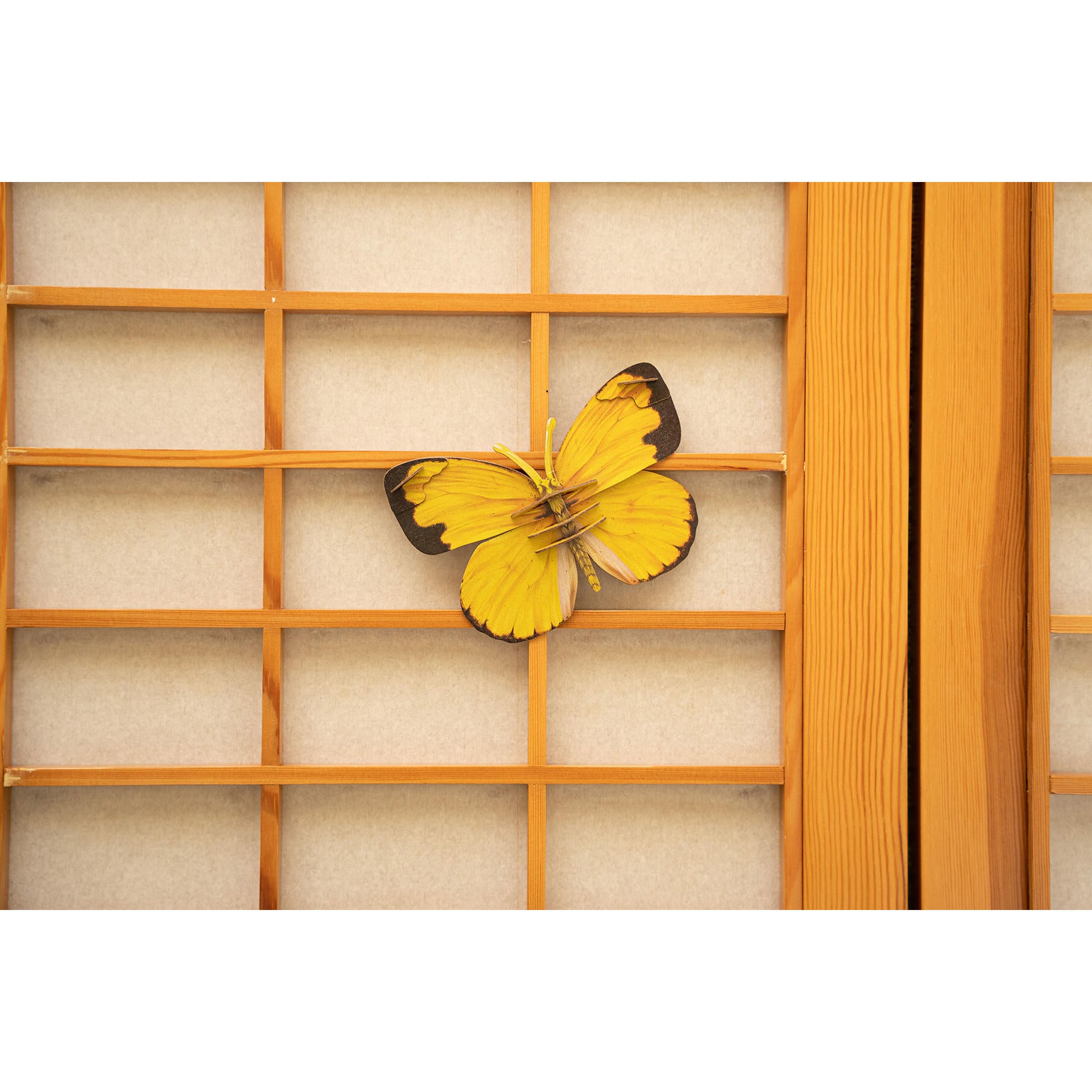 Image of Common Grass Yellow Butterfly 3D Puzzle, Bring Nature Home