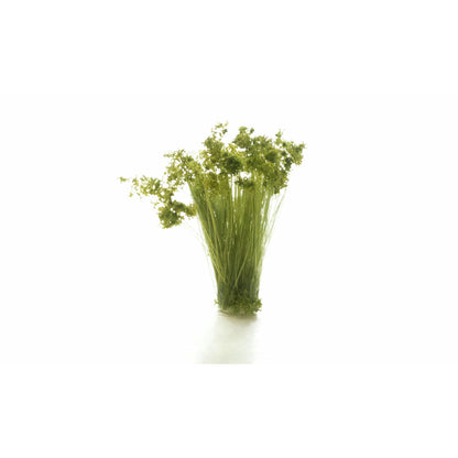 Image of Medium Green Prairie Grass Tuft Miniatures/Diorama Detailing Plants WOOFS777